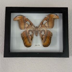 Framed Atlas Moth Display
